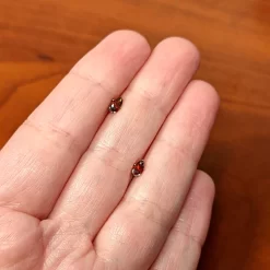 Red CZ Teardrop Stainless Steel Stud Earrings 3mm To 7mm 15 Red CZ Teardrop Stainless Steel Stud Earrings 3mm To 7mm -Body Jewelry Store 74541 RD.otherimage5